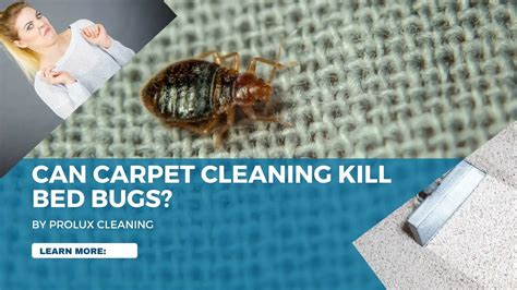 Will Shampooing The Carpet Kill Bed Bugs