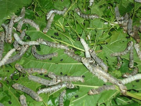Will Silkworms Kill A Tree