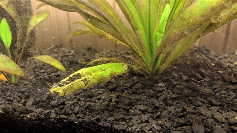 Will Snails Eat Java Fern