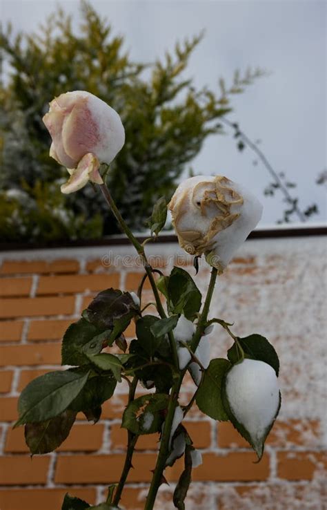 Will Snow Kill Rose Bushes