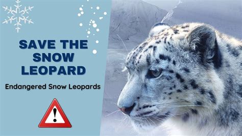 Will Snow Leopards Go Extinct