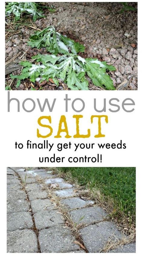 Will Snow Salt Kill Weeds