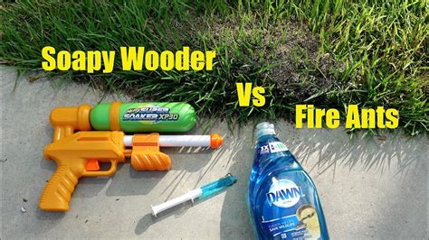 Will Soapy Water Kill Fire Ants