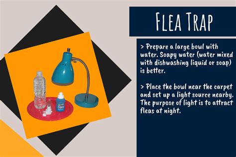 Will Soapy Water Kill Fleas