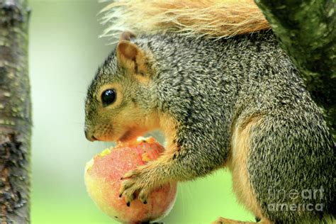 Will Squirrels Eat Peach Tree