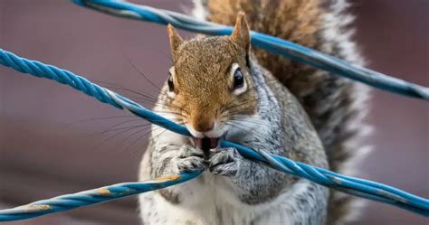 Will Squirrels Eat Wires