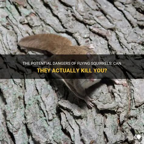 Will Squirrels Kill You