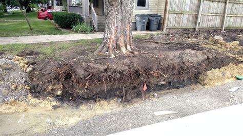Will Tree Roots Damage Gas Lines