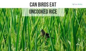 Will Uncooked Rice Kill Birds