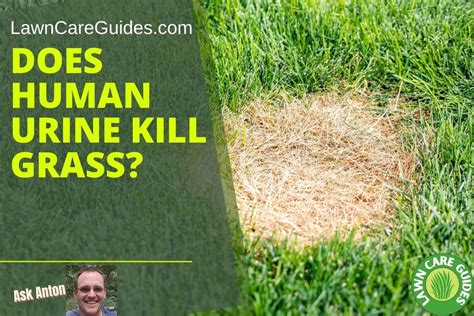Will Urine Kill Grass