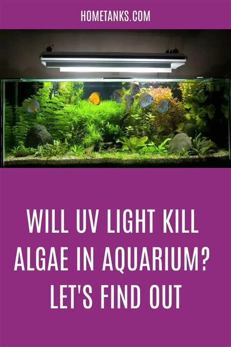 Will Uv Light Kill Brown Algae