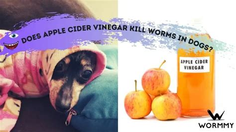 will vinegar kill giardia