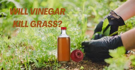 Will Vinegar Kill Grass