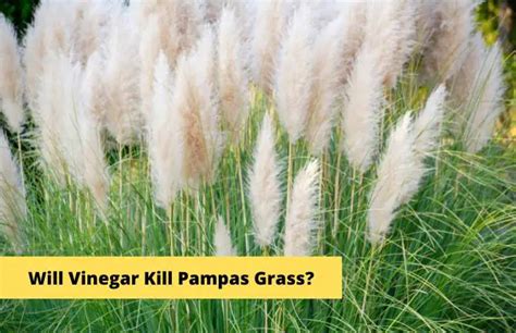 Will Vinegar Kill Pampas Grass