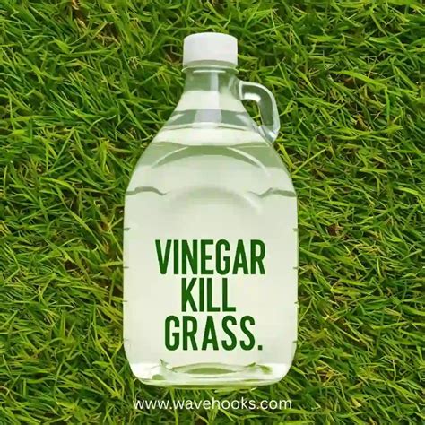 Will Vinegar Kill Unwanted Grass