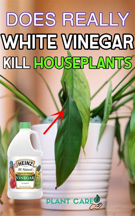 Will Vinegar Kill Your Plants