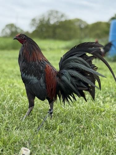 William Mcrae Gamefowl