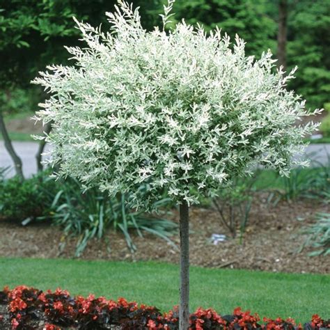 Image Dappled willow (Salix integra 'Hakuro Nishiki') 490171 Images