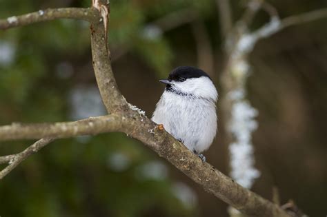 10 Things willow tit unveiling its secret life
