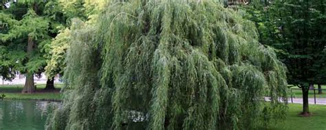 willow tree negative effects