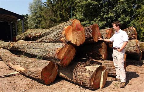 willow tree used for making cricket bats