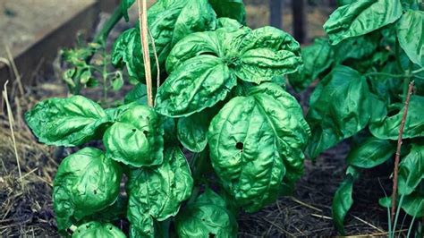 Wilting Basil Causes