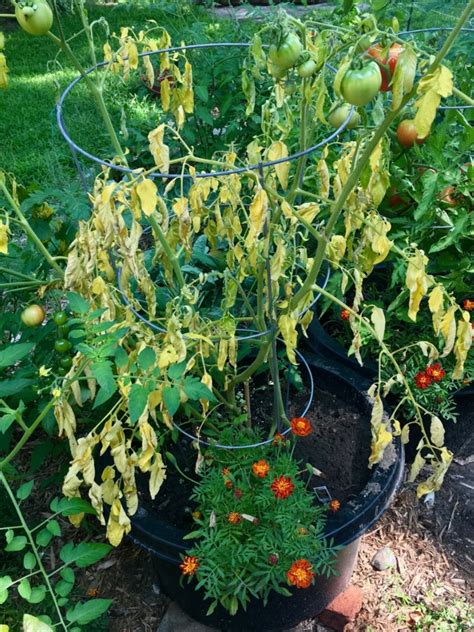 Wilting tomato plants — BBC Gardeners' World Magazine