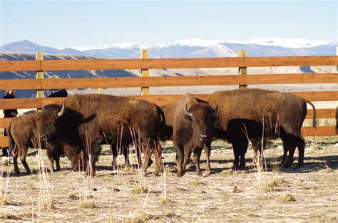 Wildlife in Wind River Reservation