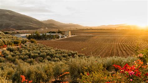 wine country in baja california mexico