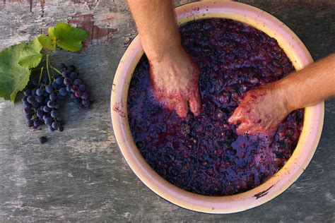 Wine Making Grapes