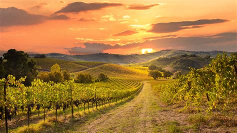 wine vineyards in ca