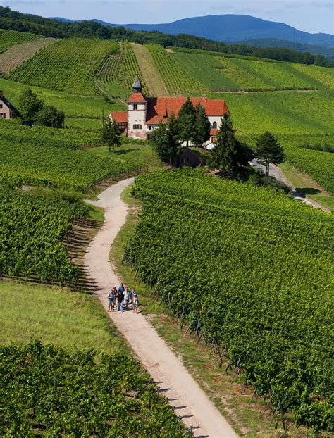 wines of alsace france