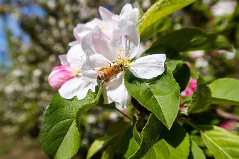 Winesap Apple Tree Pollination