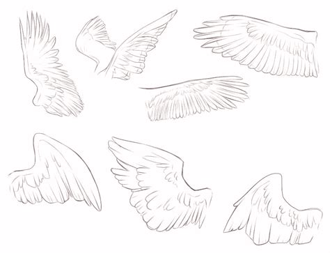 Wing Sketch Reference