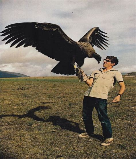 wingspan of a condor bird