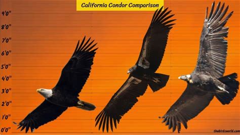 wingspan of largest condor