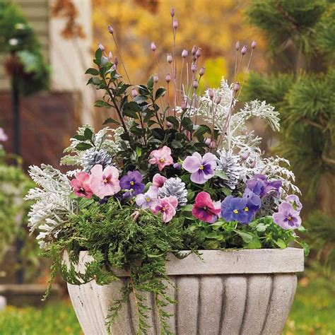 Pansy winter container Winter container gardening, Container