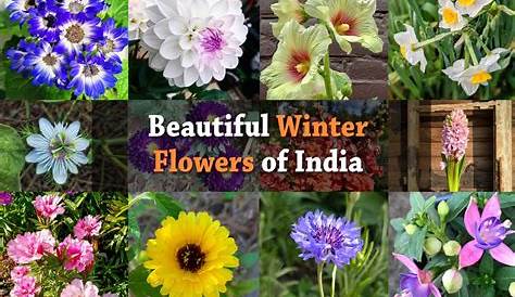 Winter Flower Plants In India