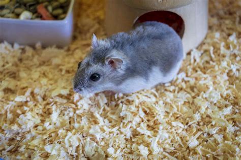 How To Keep A Winter White Dwarf Hamster Info And Care Guide