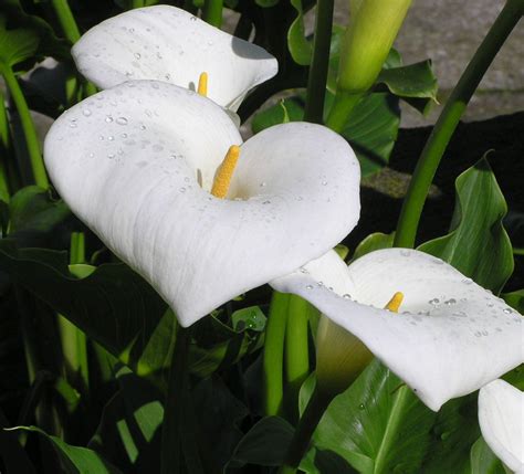 winter care for lilies