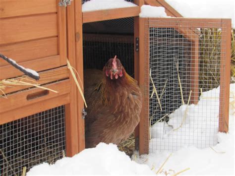Winter Chicken Coop Design Secrets Revealed