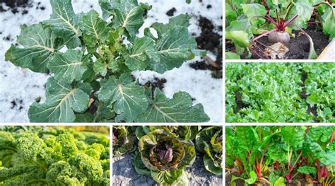 Winter Crops: Secrets to Thriving in Cold Weather Farming