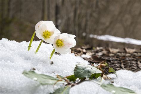 Winter Flowers That Bloom Even in Coldest Months