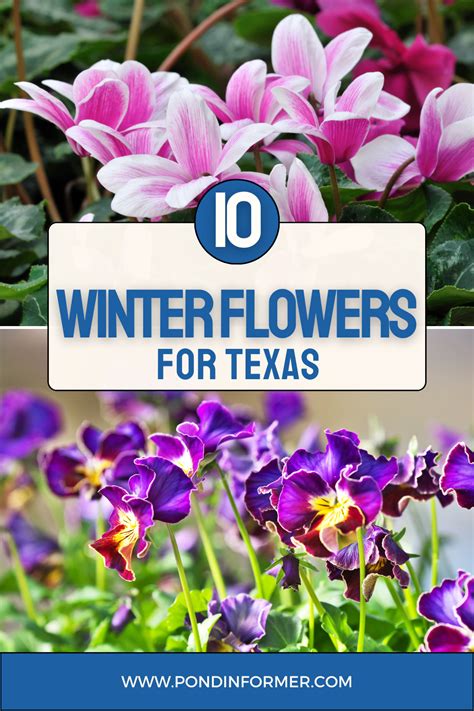 Winter Flowers For Texas