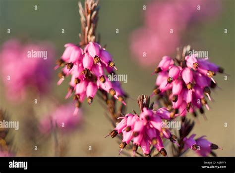 Winter Heath: Best Practices for Thriving in Cold Seasons