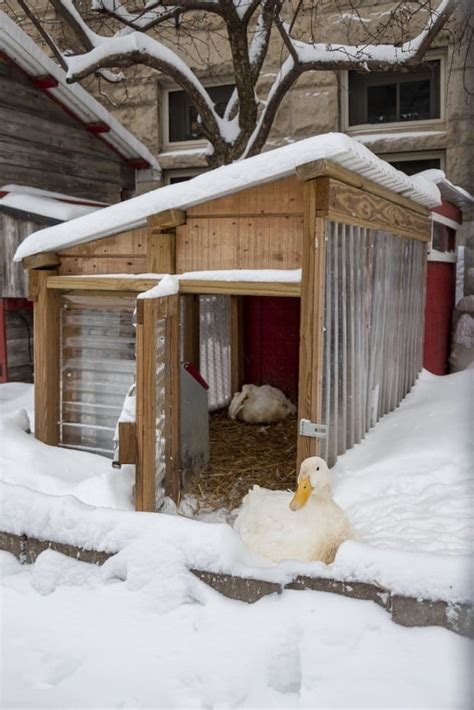 Winter House For Ducks