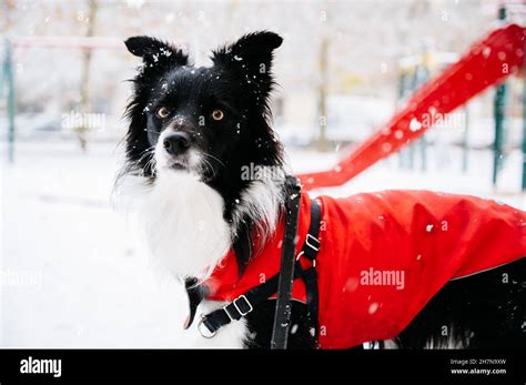 Winter Jacket For Border Collie
