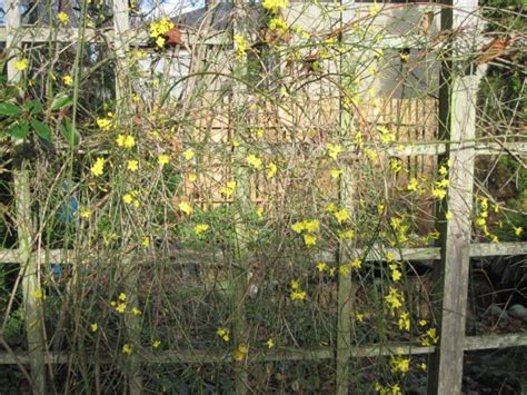Winter Jasmine Trellis