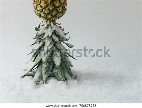 winter pineapple my