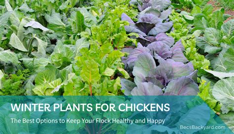 Winter Plants For Chickens
